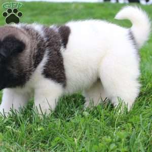 AKC Blossom, Akita Puppy